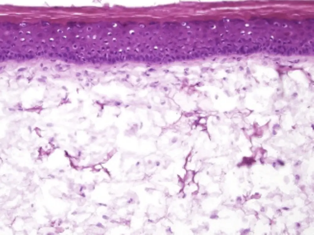 
Tissue architecture of the Phenion® Full-Thickness SMALL Skin Model (H&E staining), the miniaturized version of the standard FT skin model.