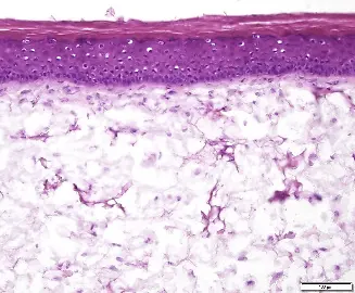 
Tissue architecture of the Phenion® Full-Thickness SMALL Skin Model (H&E staining), the miniaturized version of the standard FT skin model.