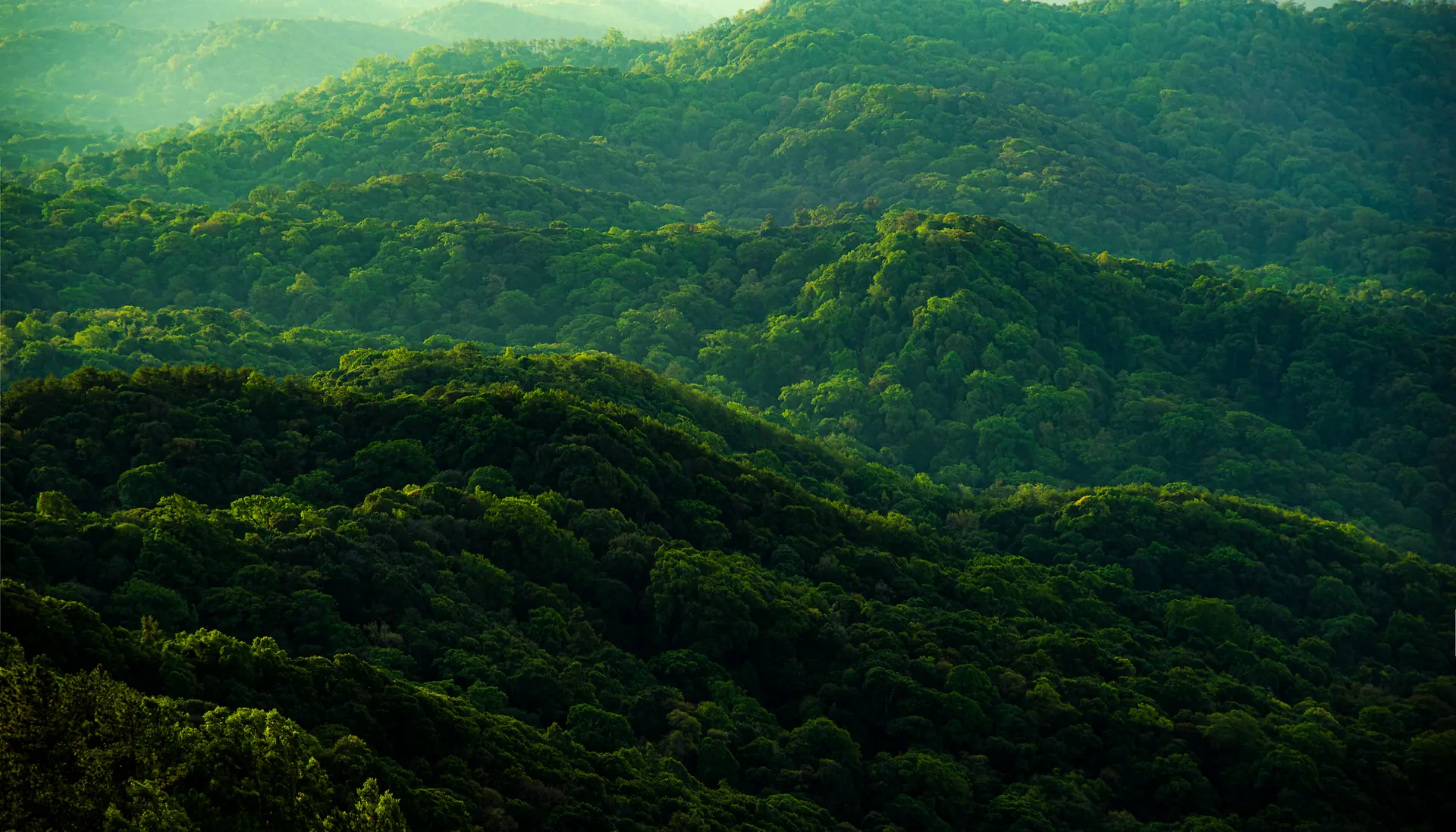 A view from above onto a green forest landscape