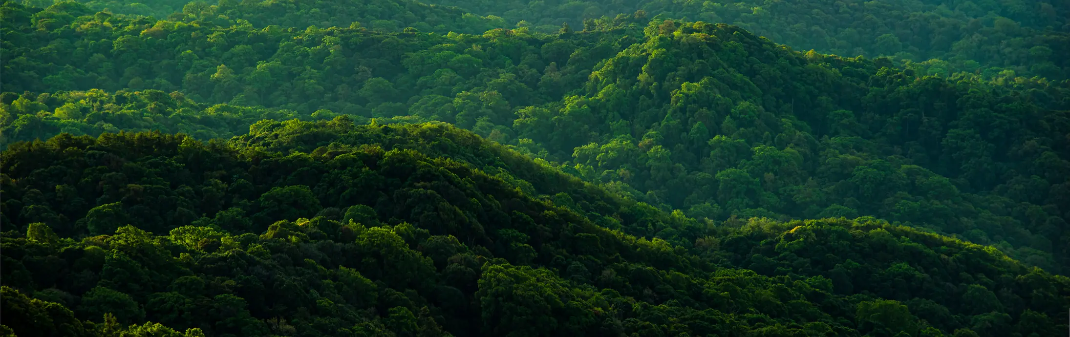 A view from above onto a green forest landscape