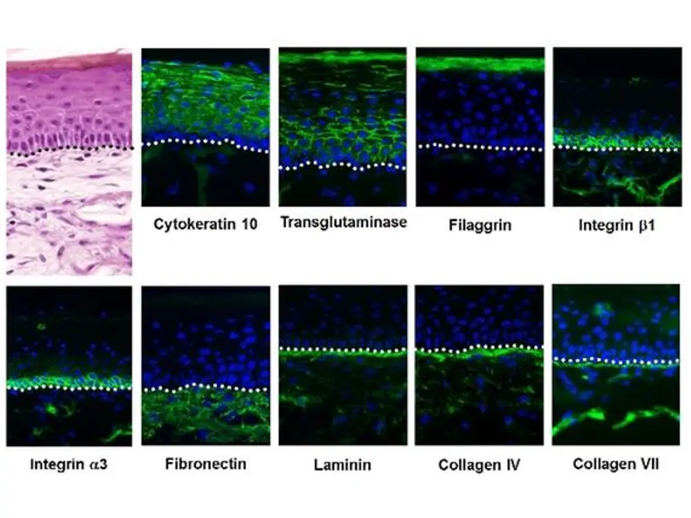 
Visualization of exemplary differentiation proteins by immunofluorescent labeling.